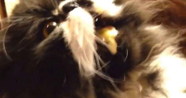  Video  Pisica + inghetata + migrena = razi cu lacrimi