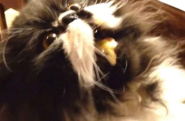 [VIDEO] Pisica + inghetata + migrena = razi cu lacrimi