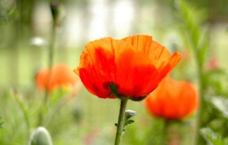  Top  Prognoza meteo pe doua saptamani: Sfarsit de primavara PLOIOS