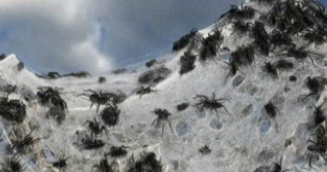  Video  Australia, tinutul in care ploua cu paianjeni