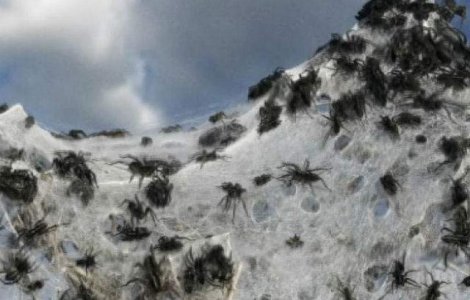  Video  Australia, tinutul in care ploua cu paianjeni