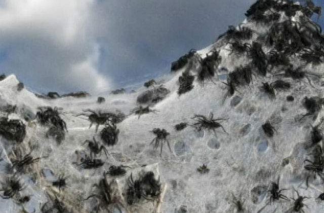 [VIDEO] Australia, tinutul in care ploua cu paianjeni