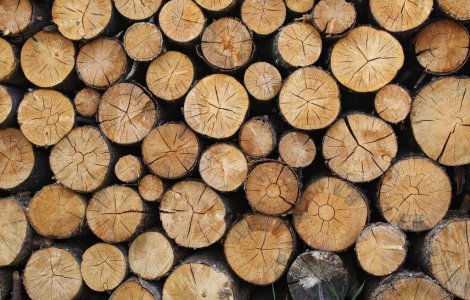 Suspendarea exportului de lemne, promovata prin lege