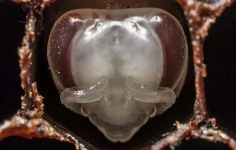 Primele 21 de zile din viata unei albine intr-un timelapse fascinant