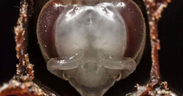 Primele 21 de zile din viata unei albine intr-un timelapse fascinant