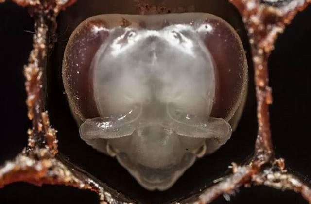 [VIDEO] Primele 21 de zile din viata unei albine intr-un timelapse fascinant