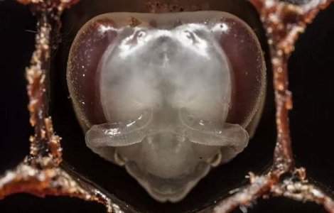 Primele 21 de zile din viata unei albine intr-un timelapse fascinant