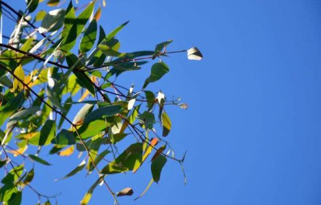  Top  Prognoza meteo: Vara incepe cu temperaturi usor scazute si ploi