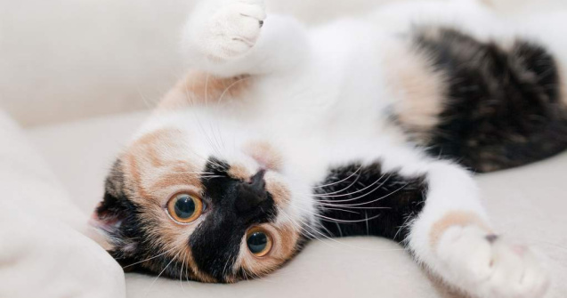  Top  Sunt cele mai iubite animale de companie! Ce NU STIAI despre pisici