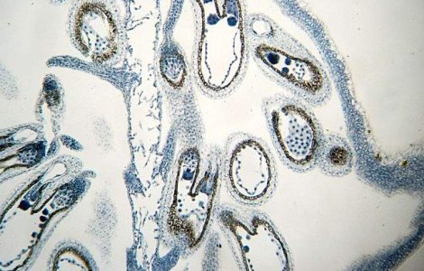  Top  Jocul de-a Dumnezeu! Experimente STRANII facute cu embrionii animalelor