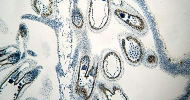  Top  Jocul de-a Dumnezeu! Experimente STRANII facute cu embrionii animalelor