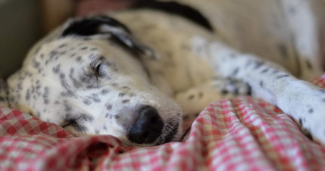  Top  Sunt CEI MAI BUNI prieteni ai omului! Tot ce nu stiai despre caini