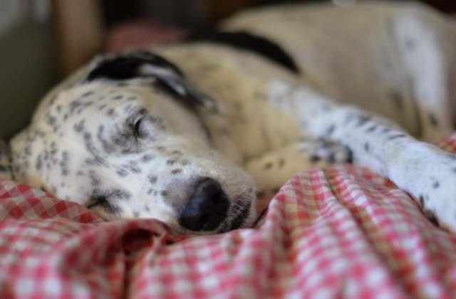 Sunt CEI MAI BUNI prieteni ai omului! Tot ce nu stiai despre caini