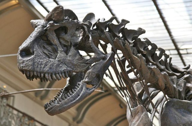 Studiu: Dinozaurii erau animale cu sange cald