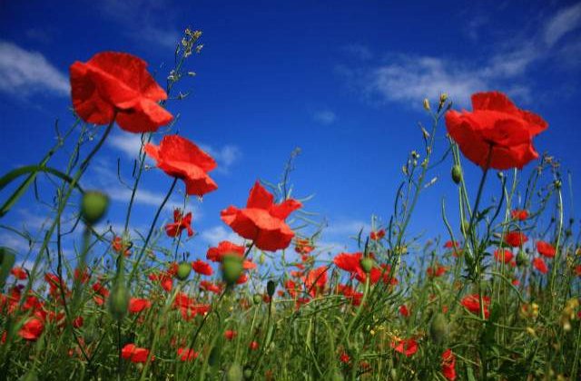 Prognoza meteo: Temperaturi EXPLOZIVE in primele zile de vara