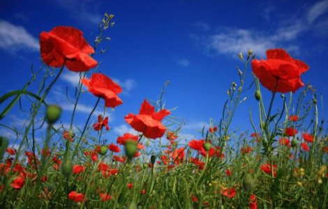  Top  Prognoza meteo: Temperaturi EXPLOZIVE in primele zile de vara