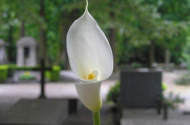 Actrita Mihaela Juvara a decedat, la varsta de 84 de ani