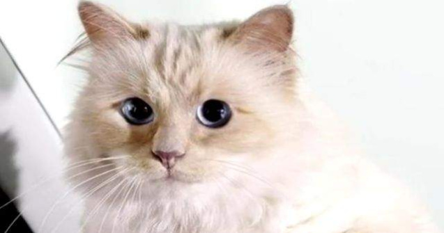  Top  Caini, pisici si ...o gaina? Ele sunt cele mai BOGATE animale din lume