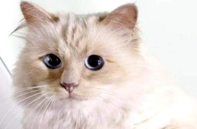 Caini, pisici si ...o gaina? Povestile celor mai BOGATE animale din lume