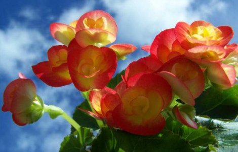  Top  Sunt FATALE! Cele mai periculoase plante pentru animalele de companie