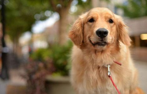 Acest caine a sarit in fata unei masini pentru a-si salva stapanul