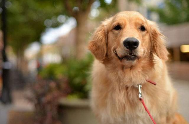 [VIDEO] Acest caine a sarit in fata unei masini pentru a-si salva stapanul nevazator