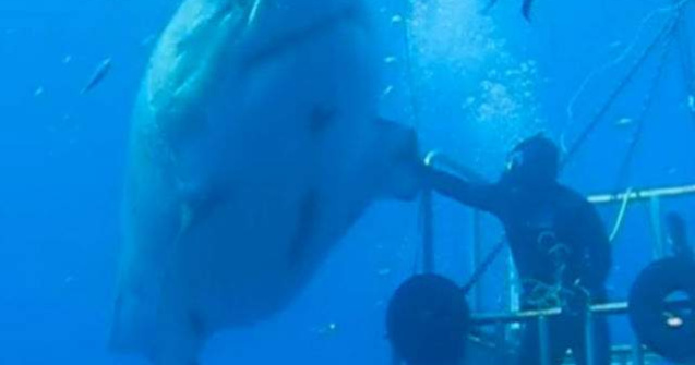  Video  Cel mai mare rechin alb filmat vreodata. Este monstruos!