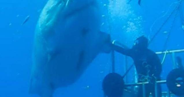  Video  Cel mai mare rechin alb filmat vreodata. Este monstruos!