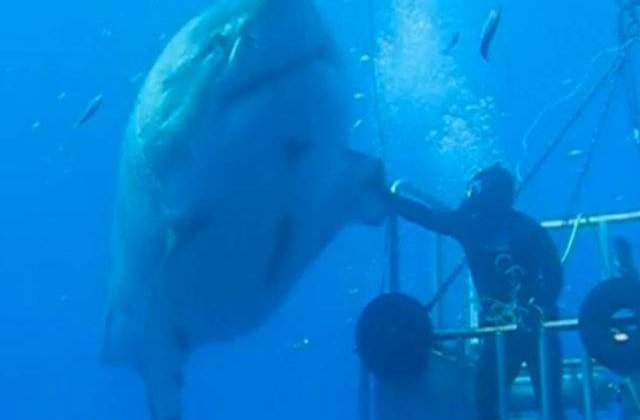 [VIDEO] Cel mai mare rechin alb filmat vreodata. Este monstruos!