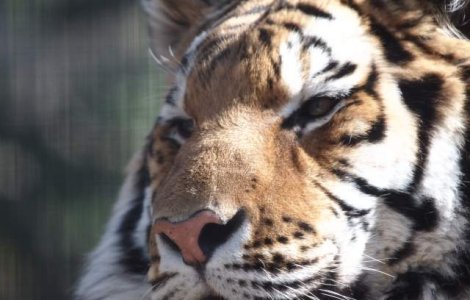 Georgia: Mai multe animale au evadat de la gradina zoologica in urma inundatiilor