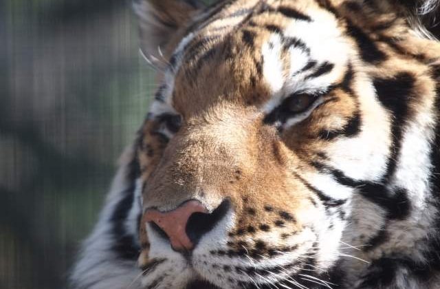 Georgia: Mai multe animale au evadat de la gradina zoologica in urma inundatiilor