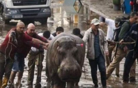  Video  Inundatiile din Tbilisi: Li se cere autoritatilor sa nu ucida animalele gasite pe strazi