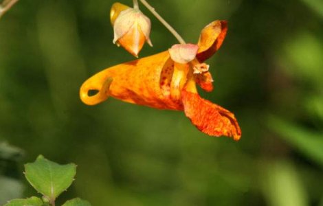 Aceste specii de plante explodeaza la propriu. Motivul? Impresionant