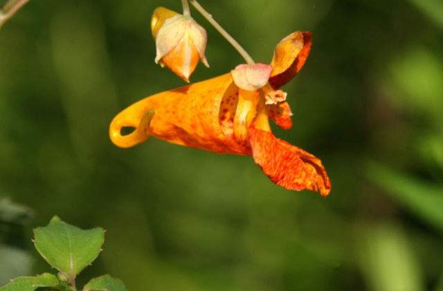 [VIDEO] Aceste specii de plante explodeaza la propriu. Motivul? Impresionant