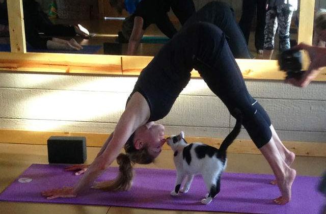 [VIDEO] Acest adapost de animale a avut o idee geniala: yoga cu pisici