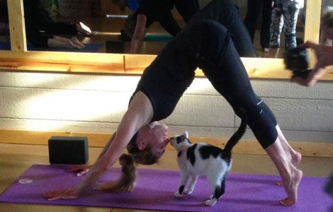  Video  Acest adapost de animale a avut o idee geniala: yoga cu pisici