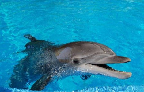  Top  Cainii inteleg aritmetica? Ce NU STIAI despre inteligenta animalelor