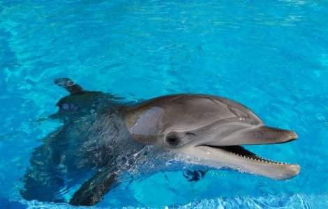  Top  Cainii inteleg aritmetica? Ce NU STIAI despre inteligenta animalelor