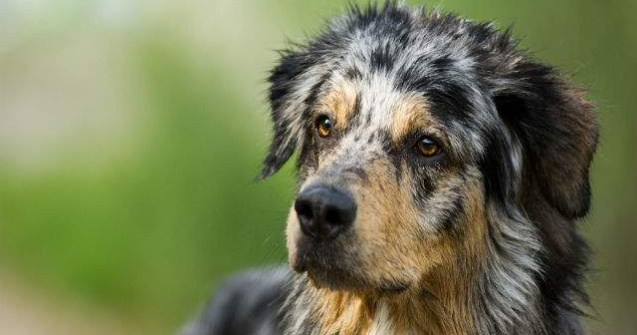 Copiii si animalele de companie