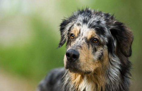 Copiii si animalele de companie