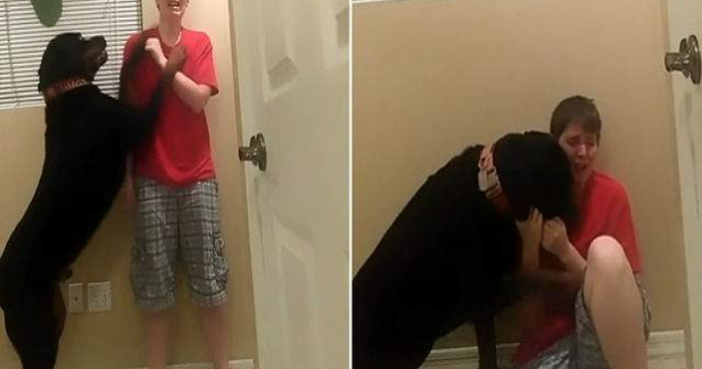 Cum reactioneaza acest caine cand stapanul sau are o criza Asperger