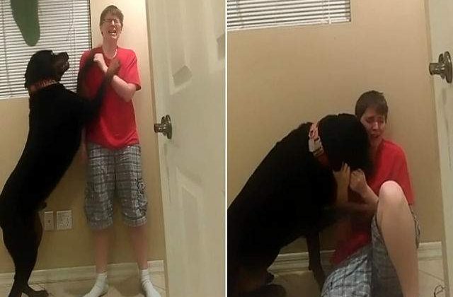 [VIDEO] Cum reactioneaza acest caine cand stapanul sau cu sindromul Asperger are o criza