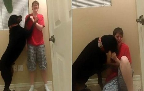 Cum reactioneaza acest caine cand stapanul sau are o criza Asperger