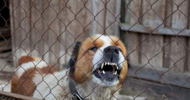 Reactia unui caine agresiv atunci cand este eliberat din lanturi