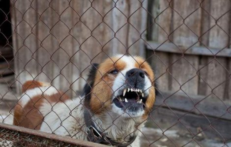 Reactia unui caine agresiv atunci cand este eliberat din lanturi