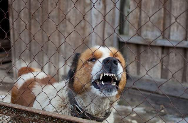 [VIDEO] Reactia unui caine agresiv atunci cand este eliberat din lanturi