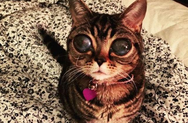 [FOTO] Faceti cunostinta cu Matilda, pisicuta cu ochi de extraterestru