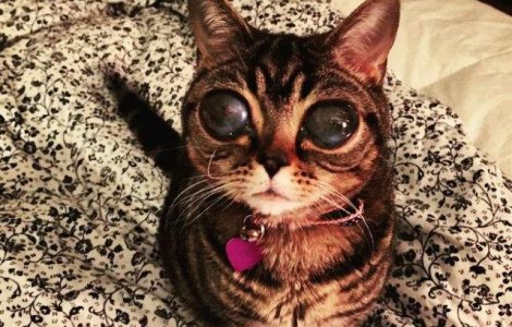  Foto  Faceti cunostinta cu Matilda, pisicuta cu ochi de extraterestru