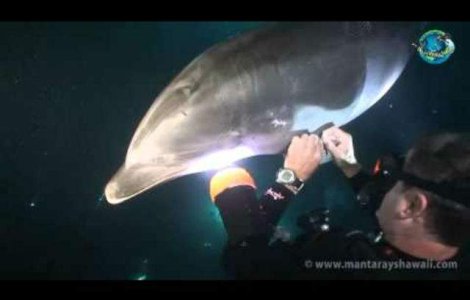 Un delfin se apropie de un grup de scafandri. Motivul? Induiosator
