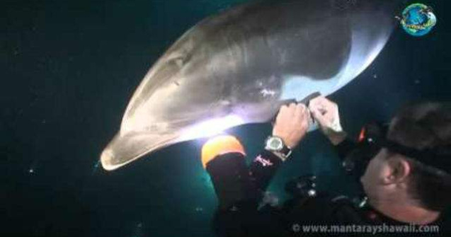 Un delfin se apropie de un grup de scafandri. Motivul? Induiosator